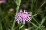 Spotted knapweed